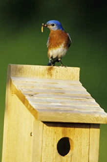 Images Dated 22nd December 2015: Eastern Bluebird (Sialia sialis) male with mealworms at nestbox Marion Co. IL