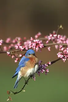Images Dated 22nd December 2015: Eastern Bluebird (Sialia sialis) male in Redbud tree in spring Marion Co. IL