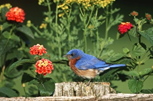 Images Dated 29th October 2015: Eastern Bluebird (Sialia sialis) male on wooden fence near garden - Lantana & Rue