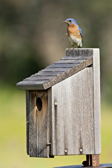 Eastern Bluebird (Sialia sialis) at nestbox feeding young, Texas hill country, May