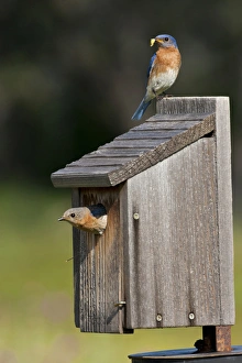 Images Dated 12th May 2012: Eastern Bluebird (Sialia sialis) at nestbox feeding young, Texas hill country, May