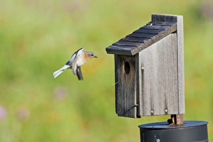 Eastern Bluebird (Sialia sialis) at nestbox feeding young, Texas hill country, May