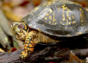 Eastern Box turtle (male) Terrapene carolina, Jefferson National Forest, Virginia
