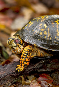 Deciduous Prints: Eastern Box turtle (male) Terrapene carolina, Jefferson National Forest, Virginia