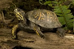 Eastern Box Turtle, Terrapene c. carolina, Central Pennsylvania. A common turtle in the Eastern USA