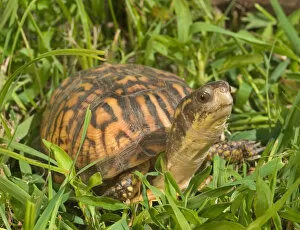 Images Dated 1st July 2004: Eastern box turtle Terrapene c. carolina Kettle River, MN Maresa Pryor