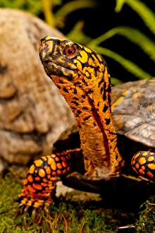 Eastern Box Turtle, Terrapene carolina, Native to Eastern Coastal US