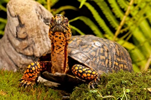Testudines Prints: Eastern Box Turtle, Terrapene carolina, Native to Eastern Coastal US