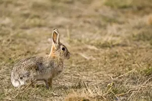 Images Dated 18th April 2008: Eastern cottontail rabbit at Benton Lake NWR near Great Falls Montana
