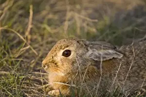 Rabbit Prints: Eastern cottontail rabbit at Benton Lake NWR near Great Falls Montana