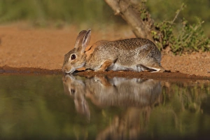 Images Dated 14th July 2015: Eastern Cottontail Rabbit (Sylvilagus floridanus) drinking
