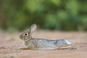 Shade Prints: Eastern Cottontail Rabbit (Sylvilagus floridanus) resting in shade