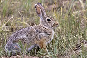 Great Plain Prints: Eastern cottontail rabbit in Theodore Roosevelt National Park, North Dakota, USA