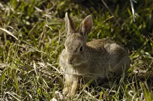 Eastern Cottontail (Sylvilagus floridanus) Very important small game mammal. Home