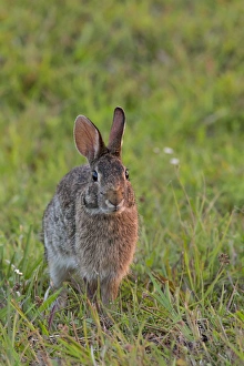 Eastern cottontail, Sylvilagus floridanus, Kissimmee Preserve State Park, Florida