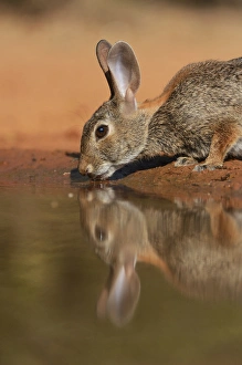 Eastern Cottontail (Sylvilagus floridanus), adult drinking at pond, South Texas, USA