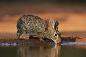 Images Dated 14th October 2017: Eastern Cottontail (Sylvilagus floridanus), adult drinking at pond, South Texas, USA