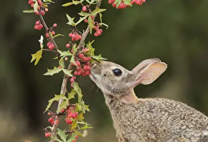 Berry Prints: Eastern Cottontail (Sylvilagus floridanus)