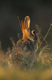 Leporidae Prints: Eastern Cottontail, Sylvilagus floridanus, adult, Starr County, Rio Grande Valley