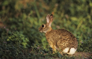 Eastern Cottontail, Sylvilagus floridanus, adult, Starr County, Rio Grande Valley