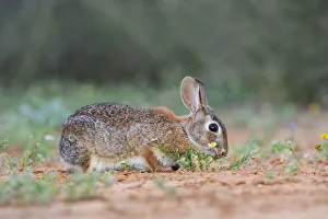 Rabbit Prints: Eastern cottontail (Sylvilagus floridanus) eating