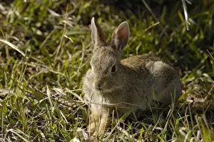 Burrow Prints: Eastern Cottontail (Sylvilagus floridanus) Very important small game mammal. Home