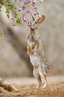 Eastern Cottontail (Sylvilagus floridanus) rabbit feeding on blooms of native plants
