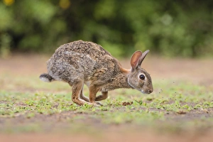 Eastern Cottontail (Sylvilagus floridanus) running