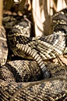 Images Dated 10th January 2006: Eastern diamondback rattlesnake, Crotalus adamanteus, is becoming an increasingly