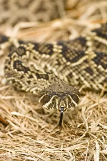 Images Dated 12th January 2006: Eastern diamondback rattlesnake, Crotalus adamanteus, is becoming an increasingly