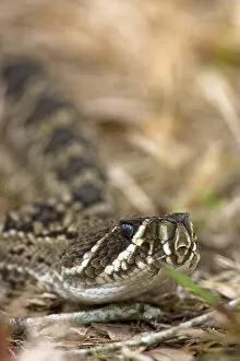 Images Dated 12th January 2006: Eastern diamondback rattlesnake, Crotalus adamanteus, is becoming an increasingly