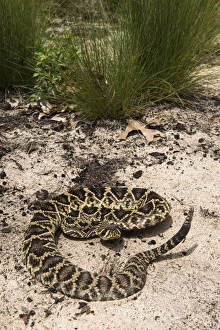Images Dated 31st July 2014: Eastern Diamondback Rattlesnake (Crotalus adamanteus)