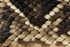 Images Dated 16th April 2011: Eastern Diamondback Rattlesnake (Crotalus adamanteus) Body Detail CAPTIVE