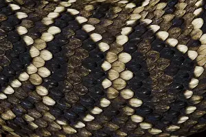Eastern Diamondback Rattlesnake (Crotalus adamanteus) Body Detail CAPTIVE