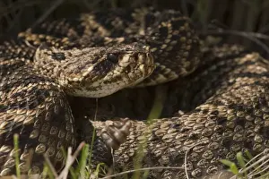 Animal Scale Prints: Eastern Diamondback Rattlesnake (Crotalus adamanteus) Little St Simons Island