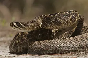 Images Dated 28th April 2010: Eastern Diamondback Rattlesnake (Crotalus adamanteus) Little St Simons Island