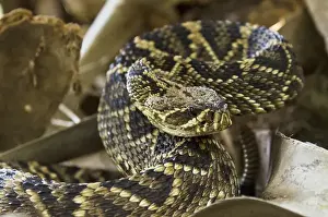 Images Dated 23rd April 2011: Eastern Diamondback Rattlesnake (Crotalus adamanteus) Little St Simons Island