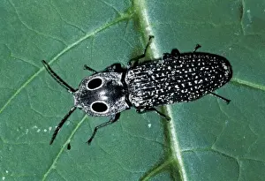 Eastern Eyed Click Beetle or Big Eyed Click Beetle (Alaus oculatus)