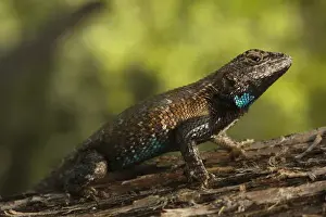 Images Dated 26th February 2011: Eastern Fence Lizard (Sceloporus undulatus) The Orianne Indigo Snake Preserve