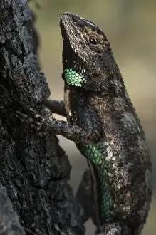 Arboreal Prints: Eastern Fence Lizard (Sceloporus undulatus) The Orianne Indigo Snake Preserve