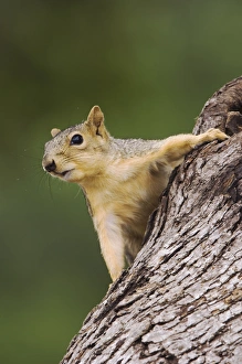 Vertebrate Prints: Eastern Fox Squirrel, Sciurus niger, adult on tree, Uvalde County, Hill Country, Texas