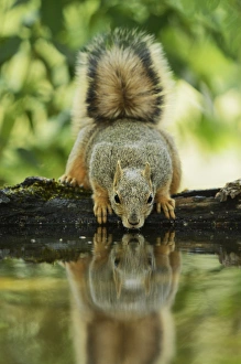 Vertebrate Prints: Eastern Fox Squirrel (Sciurus niger), adult drinking, Hill Country, Texas, USA