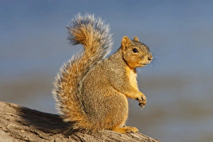 Images Dated 24th January 2010: Eastern Fox Squirrel (Sciurus niger) on tree trunk