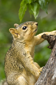 Arboreal Prints: Eastern Fox Squirrel (Sciurus niger) on tree trunk