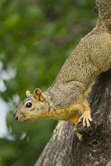 Images Dated 11th May 2012: Eastern Fox Squirrel (Sciurus niger) on tree trunk