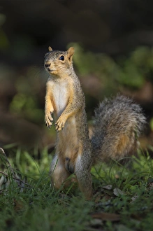 Arboreal Prints: Eastern Fox Squirrel (Sciurus niger) watching for predators