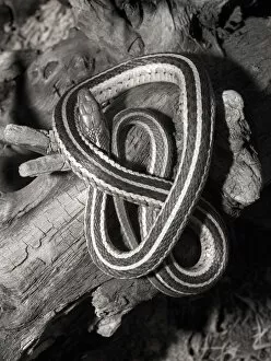 Eastern garter snake on log Thamnophis s. sirtalis Kettle River, MN