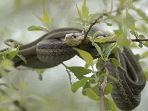 Mating Prints: Eastern Garter Snakes mating, Thamnophis sirtalis sirtalis, Ottawa NWR, Ohio