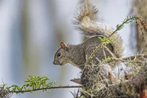 Rodent Prints: Eastern gray squirrel, Circle B Ranch, Florida
