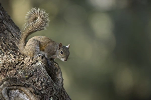 Squirrel Prints: Eastern Gray Squirrel, or grey squirrel (Sciurus carolinensis) Little St Simons Island